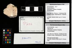 Foto (Objekt + Etikett) von Pithonoton sp.  (NHMW-GEO-2014-0194-0246)